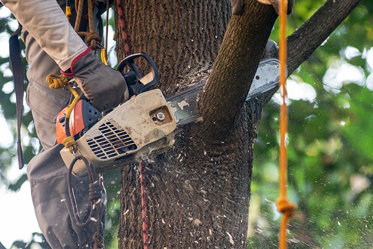 Tree Surgeon Services for Safe and Healthy Trees