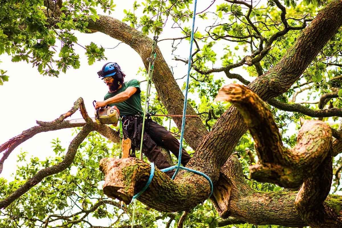 attachment-cutting-limb-from-neighbors-tree_11zon