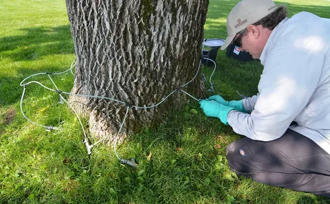 Tree Disease Treatment Services in Dexter MI