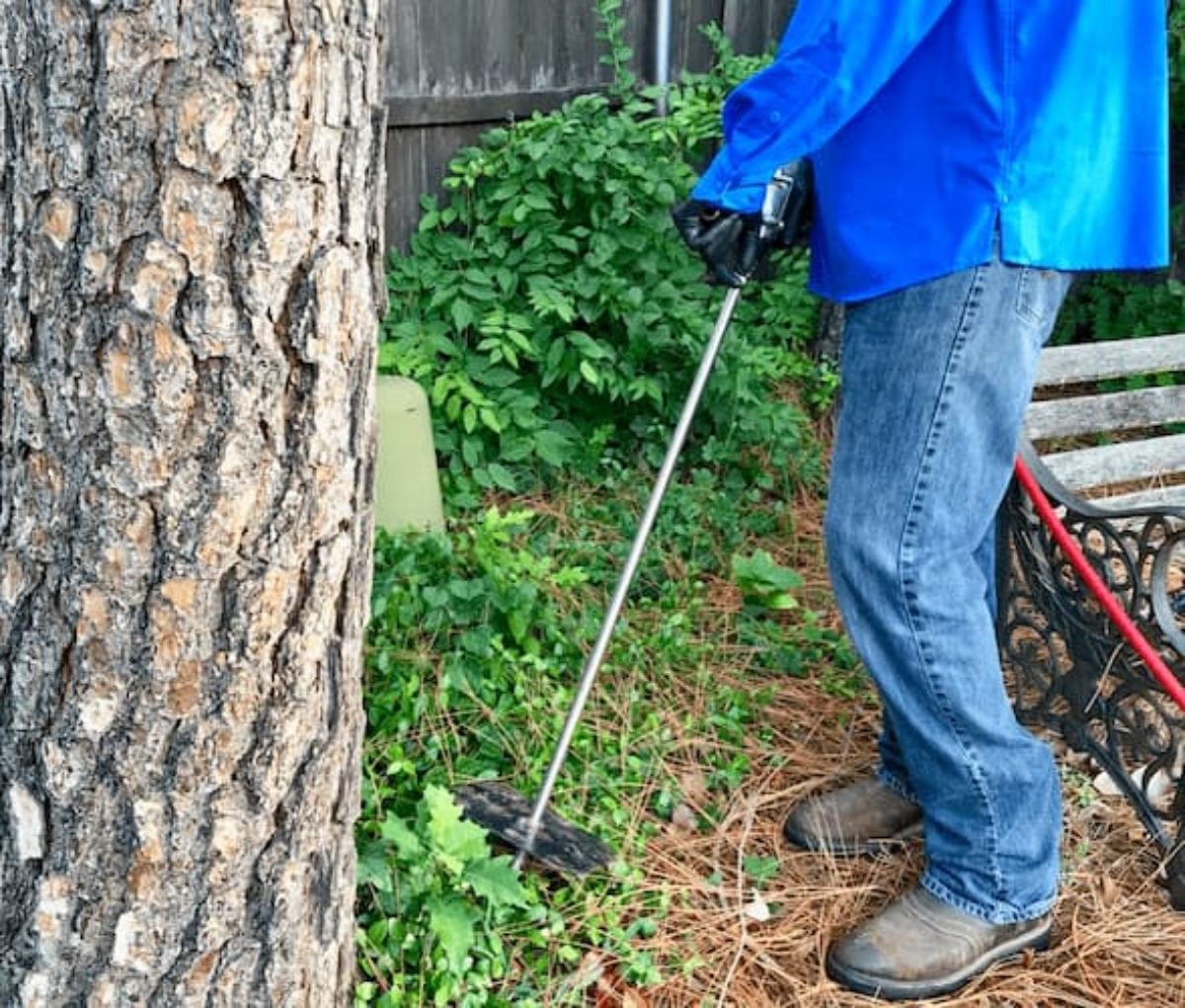 Tree Inspection Services in Dexter MI