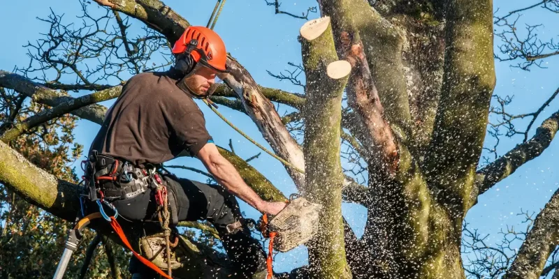Tree Surgeons 4_11zon