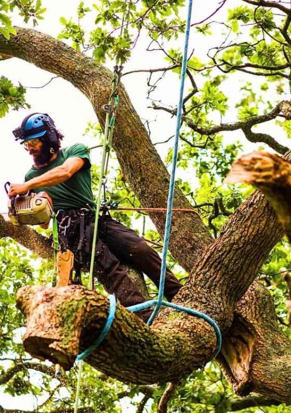 attachment-cutting-limb-from-neighbors-tree_11zon