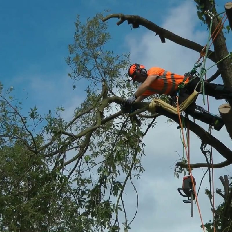 Professional Tree Process